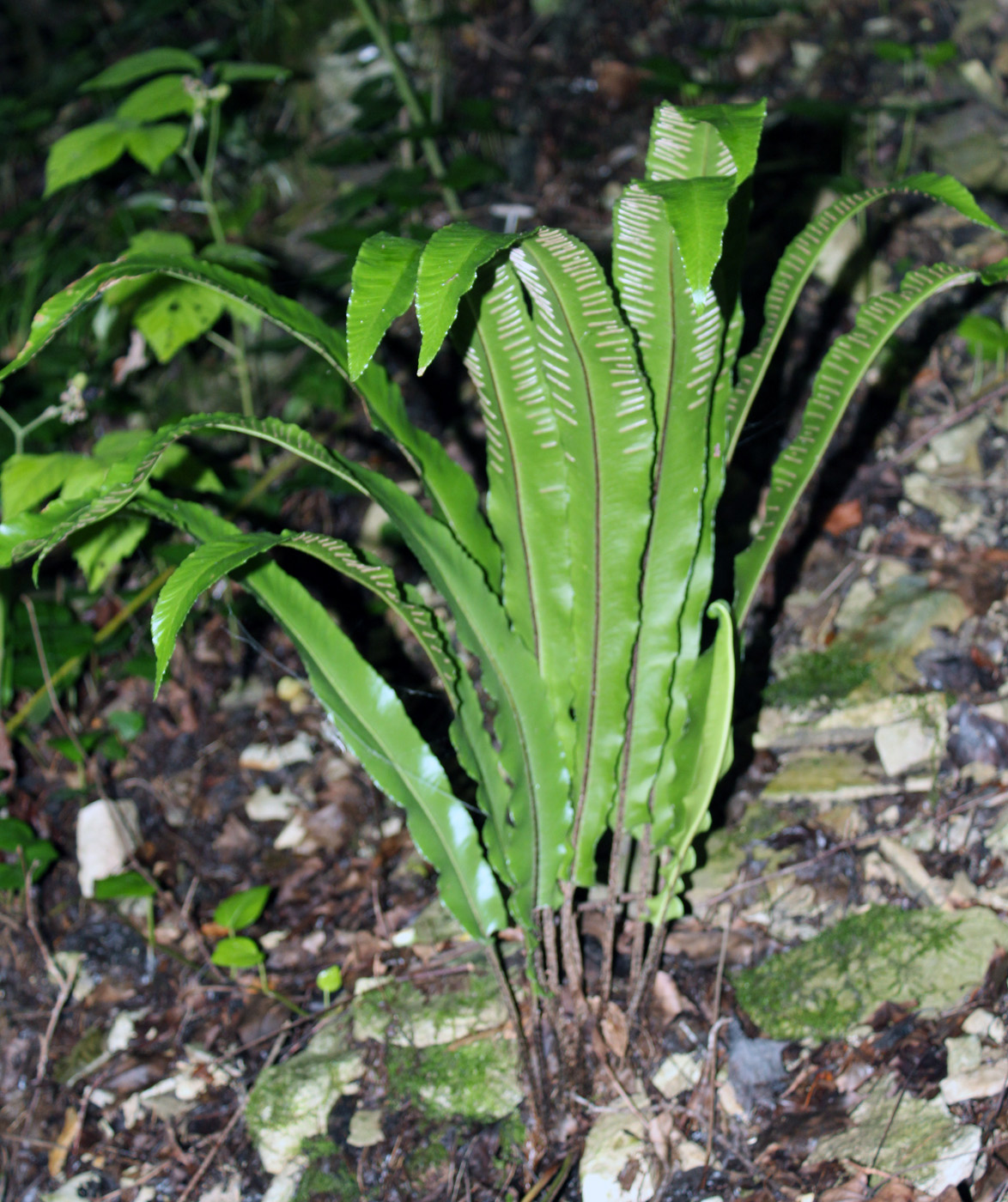 Image of Phyllitis scolopendrium specimen.