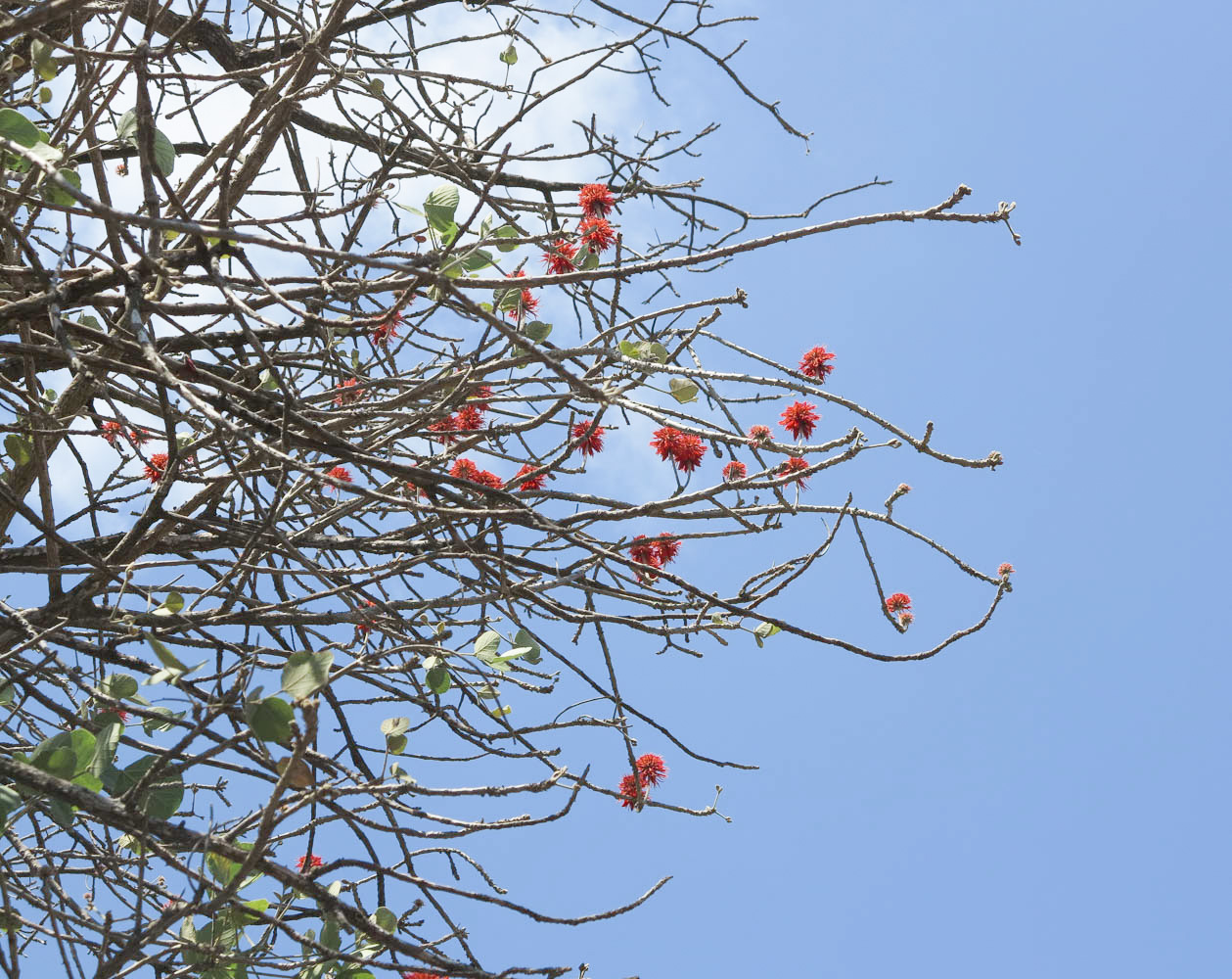 Image of Erythrina abyssinica specimen.