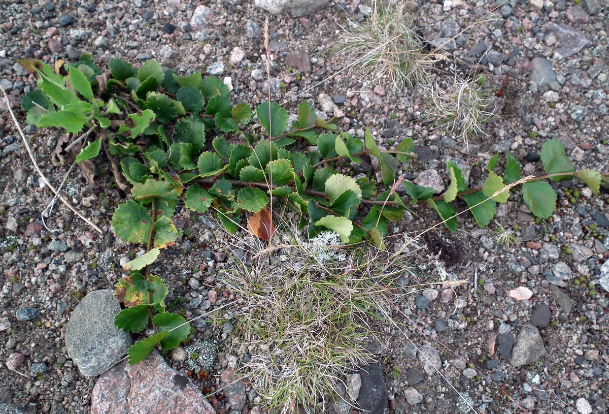 Изображение особи Betula &times; alpestris.