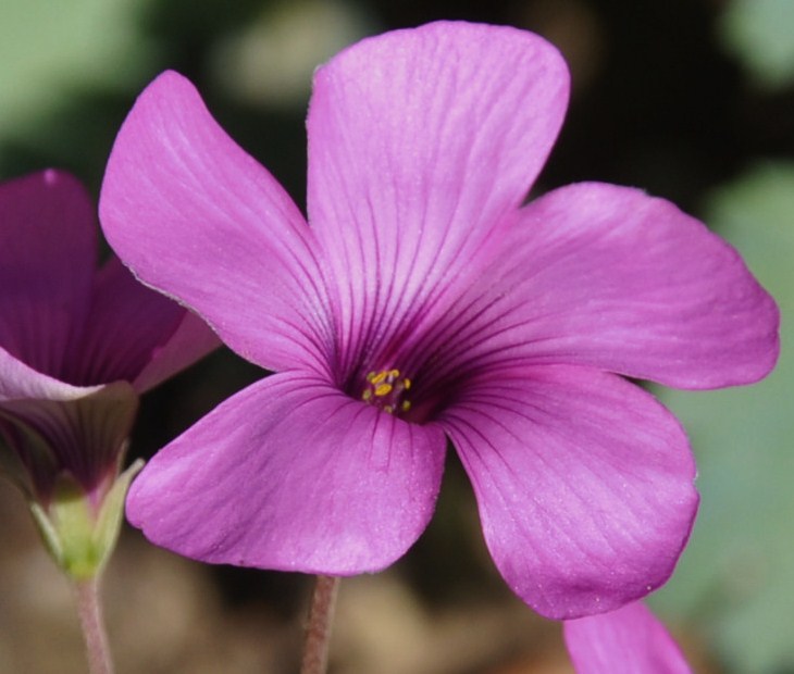 Изображение особи Oxalis articulata.