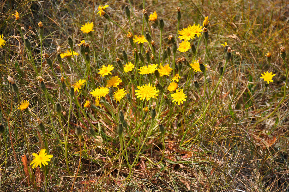 Image of Scorzoneroides autumnalis specimen.