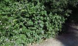Malva subovata