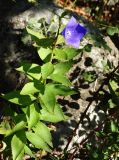 Platycodon grandiflorus. Верхушка цветущего растения. Приморье, окр. г. Находка, гора Сестра, у тропы на склоне. 29.09.2016.