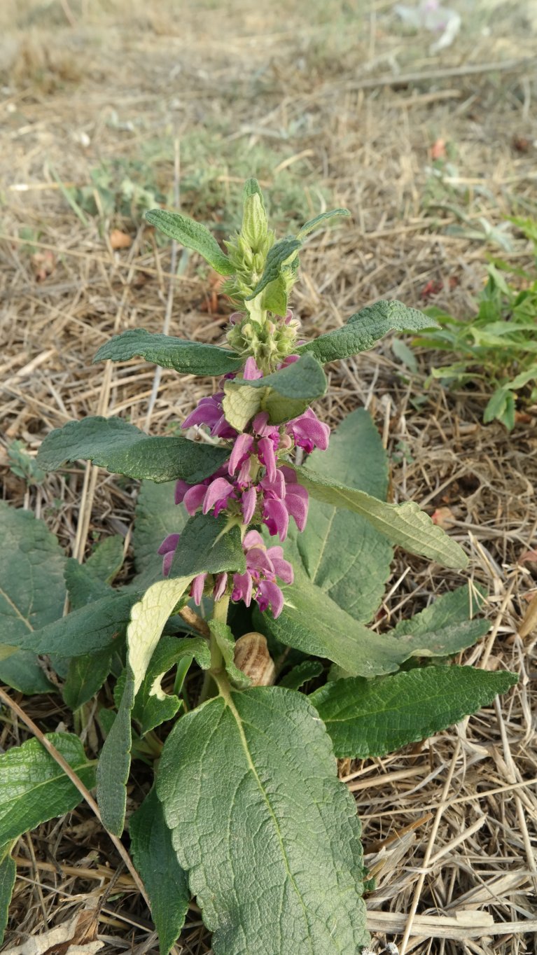 Image of Phlomis taurica specimen.