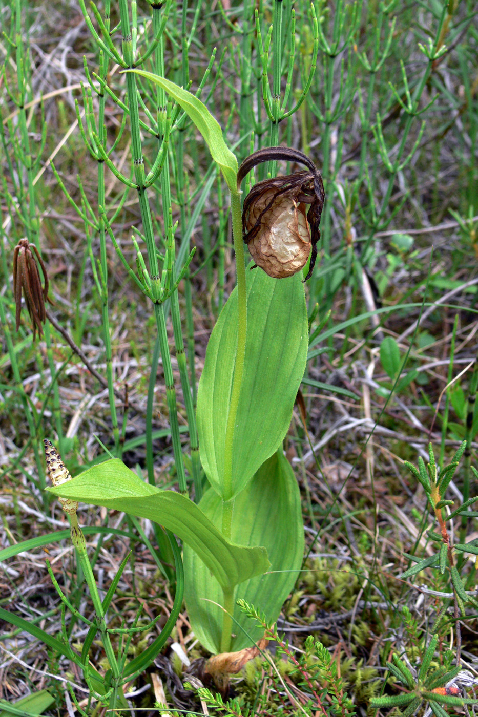 Изображение особи Cypripedium calceolus.