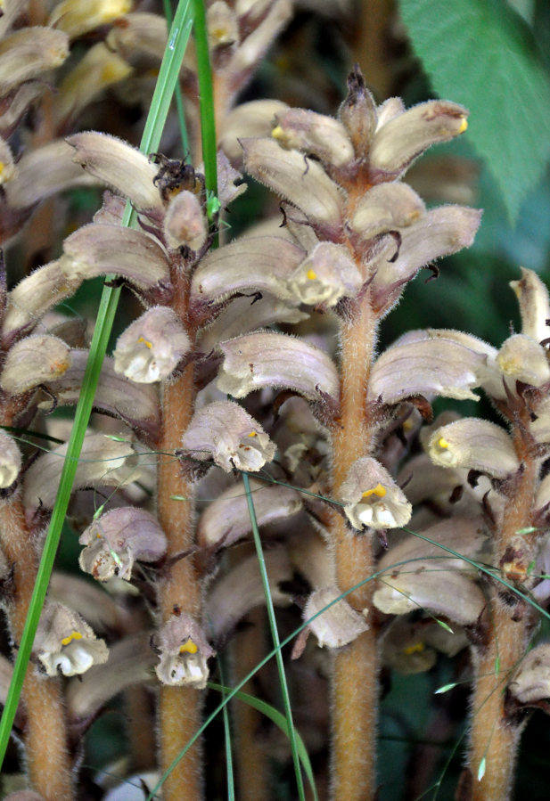 Image of genus Orobanche specimen.