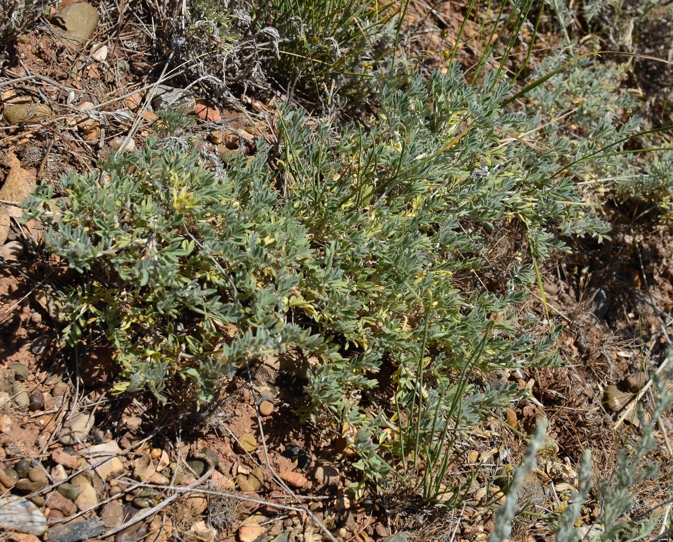 Image of Astragalus subarcuatus specimen.