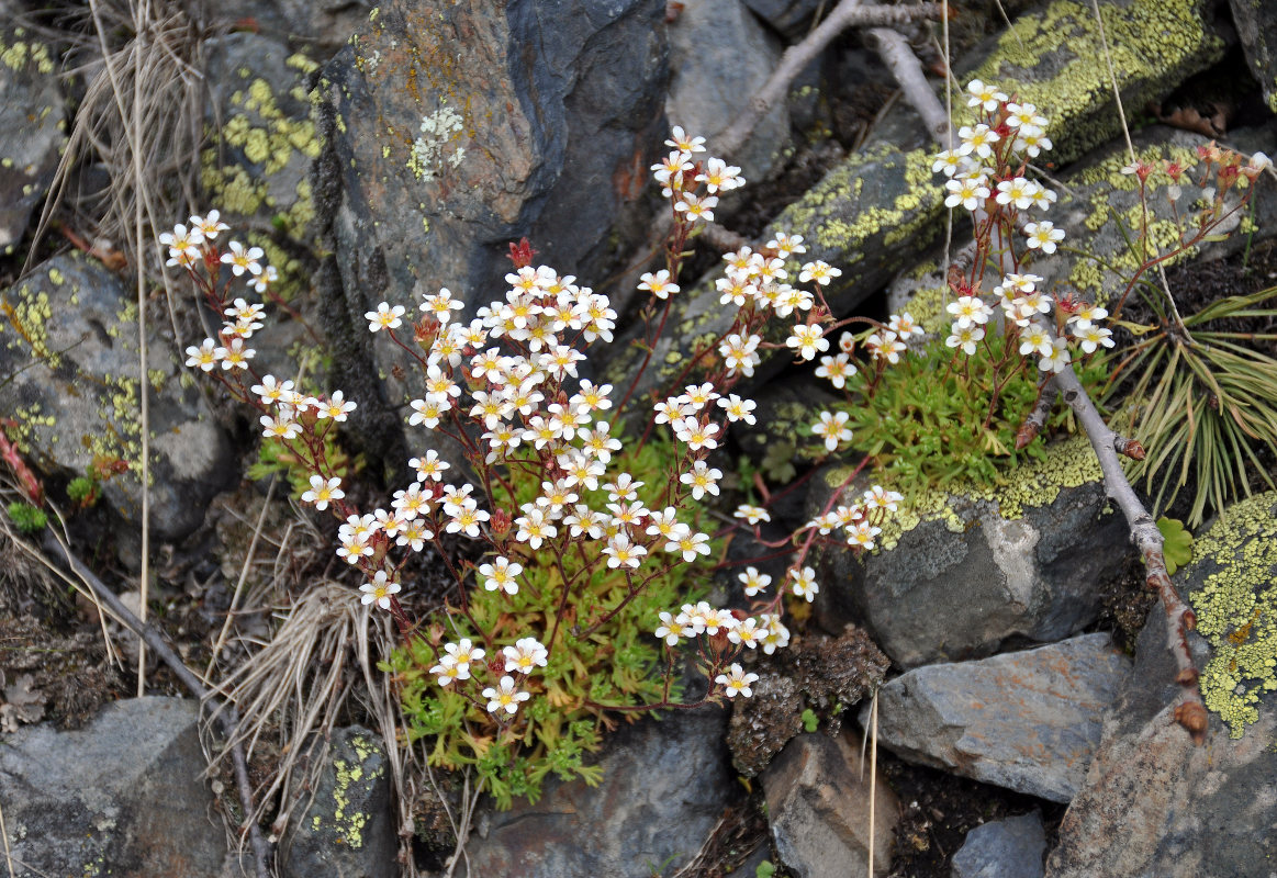 Изображение особи Saxifraga exarata.