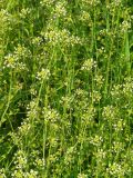 Capsella bursa-pastoris