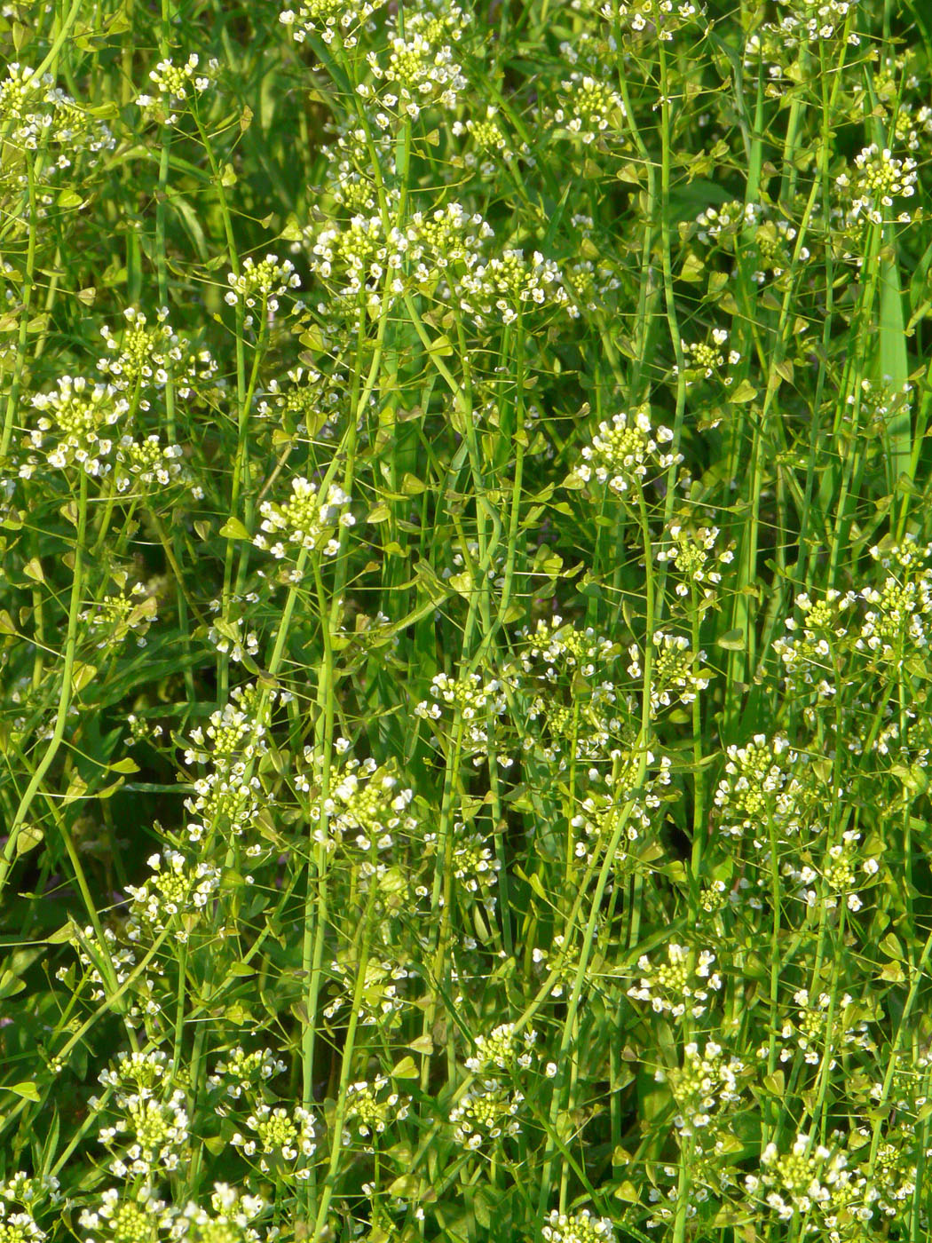 Image of Capsella bursa-pastoris specimen.