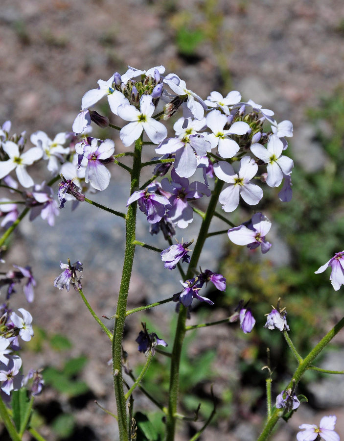 Image of genus Hesperis specimen.