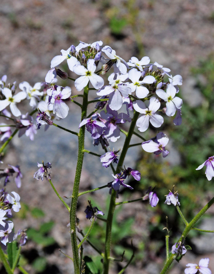 Изображение особи Hesperis voronovii.