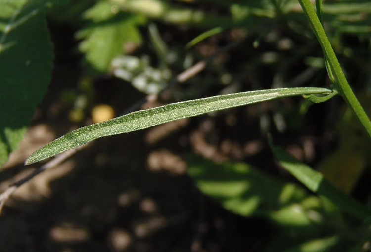 Image of Erysimum canescens specimen.