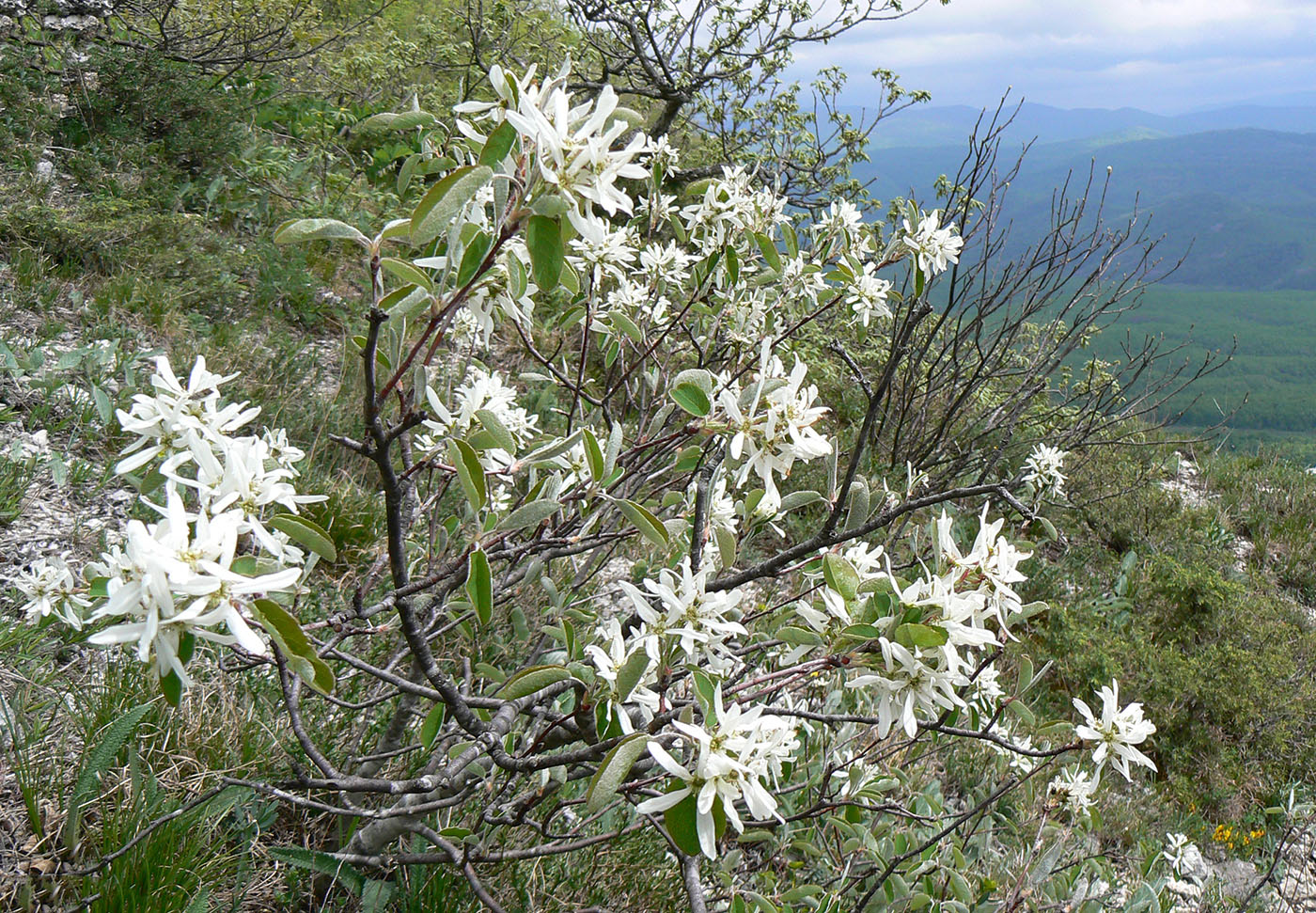 Image of Amelanchier ovalis specimen.