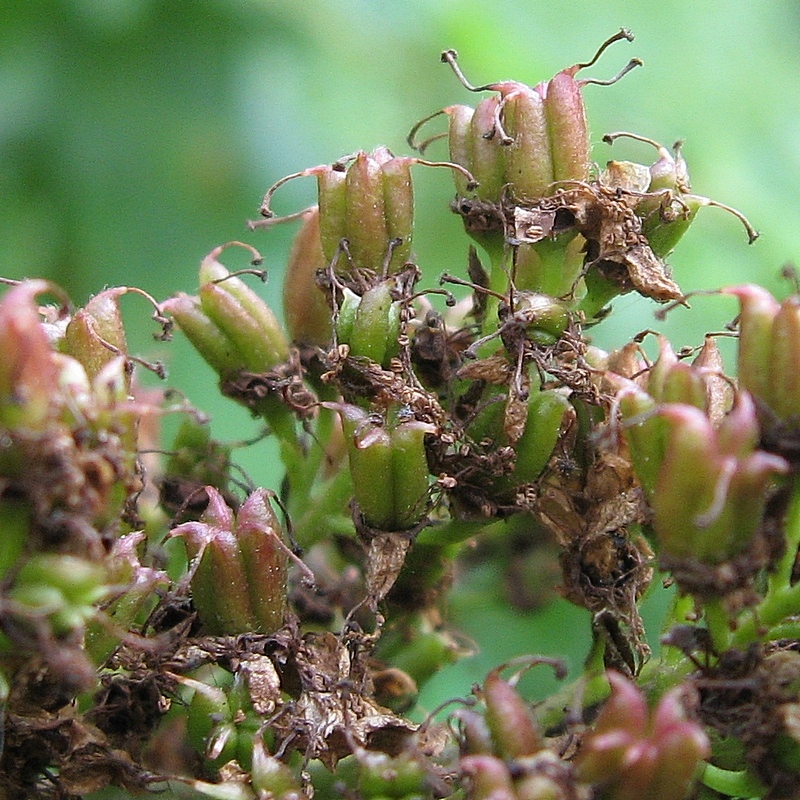 Image of Sorbaria sorbifolia specimen.