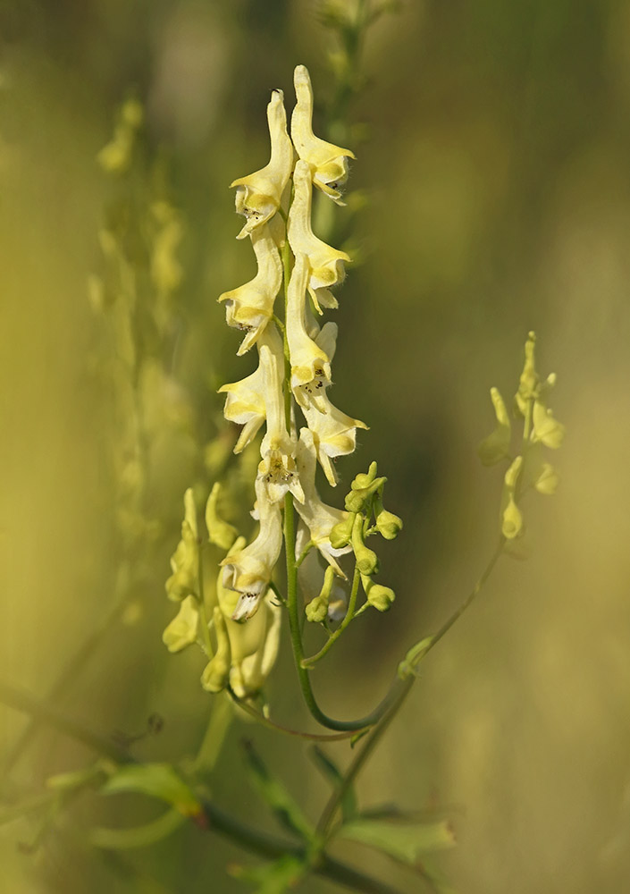 Изображение особи Aconitum kirinense.