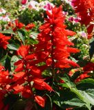 Salvia splendens