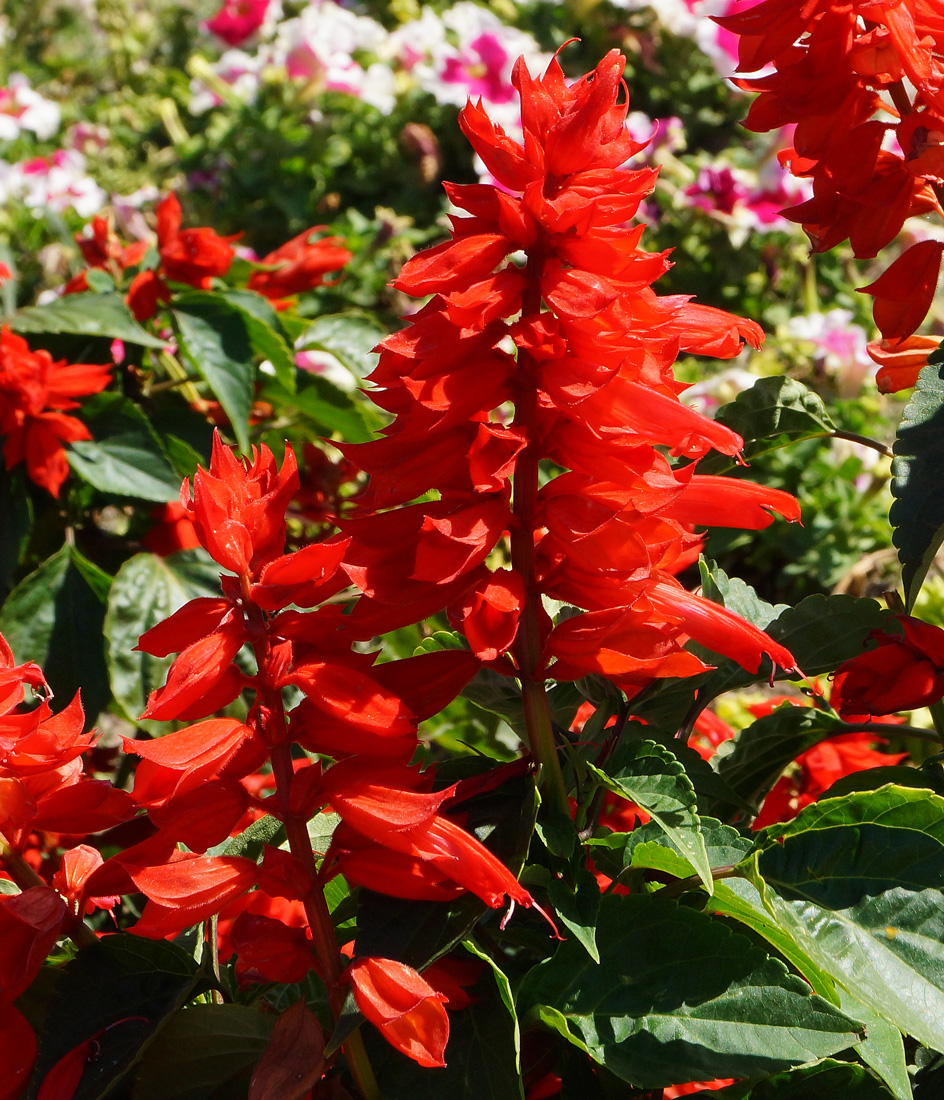 Изображение особи Salvia splendens.