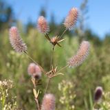 Trifolium arvense