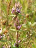 Gentianella acuta. Верхушка растения с цветками и бутонами. Магаданская обл., Ольский р-н, Ольское шоссе, заброшенное поле. 29.08.2015.