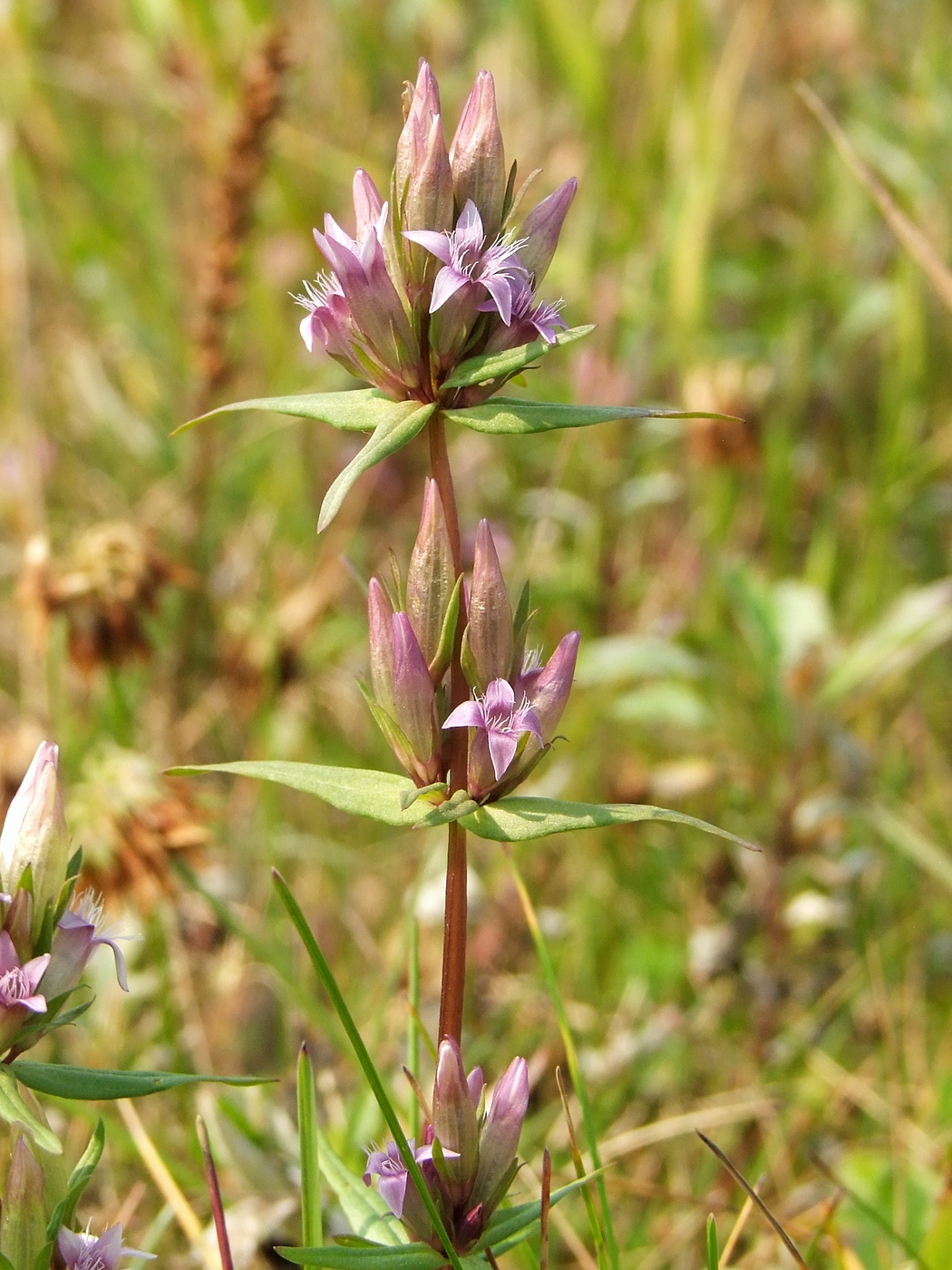 Image of Gentianella acuta specimen.