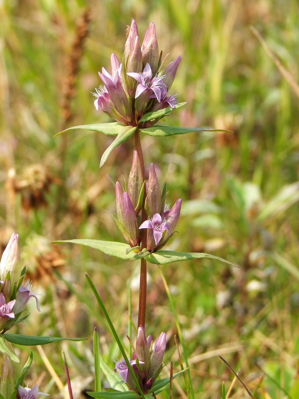 Изображение особи Gentianella acuta.