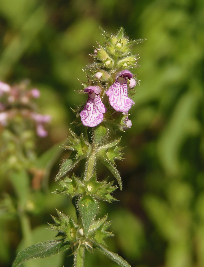 Изображение особи Stachys palustris.