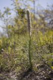 Asphodeline taurica