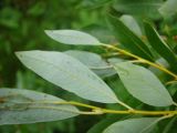 Salix phylicifolia. Листья (с нижней стороны). Ямало-Ненецкий АО, Надымский р-н, пос. Приозёрный, правый берег р. Левая Хетта, край сфагнового болота в сыром хвойно-мелколиственном лесу. 14 июля 2016 г.