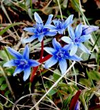 Scilla bifolia