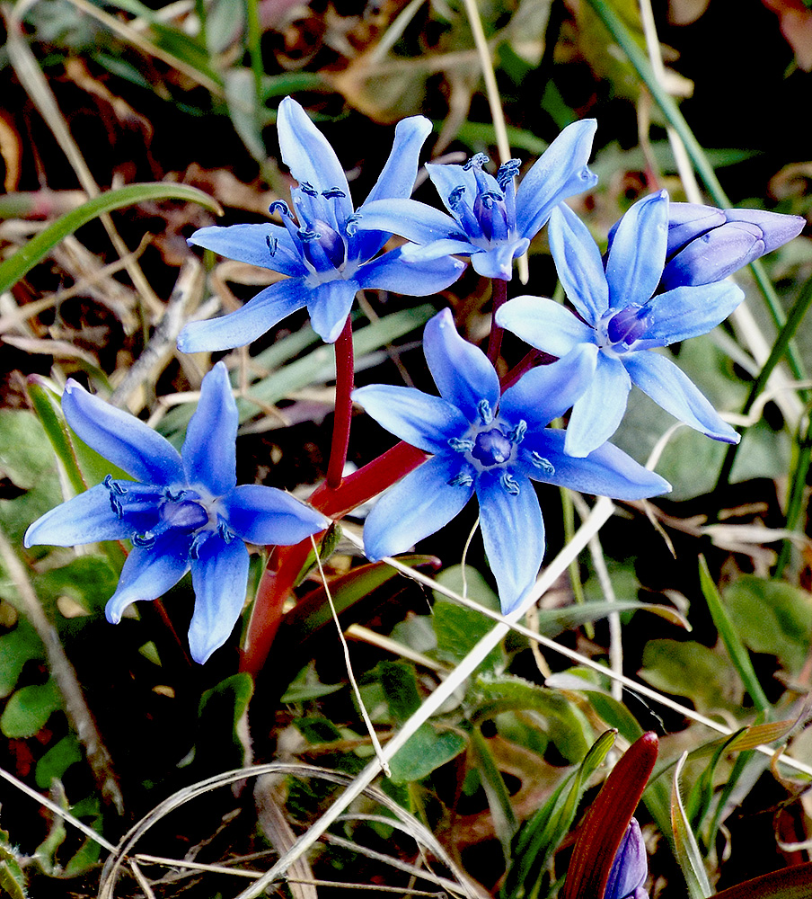 Image of Scilla bifolia specimen.