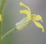 Sisymbrium orientale