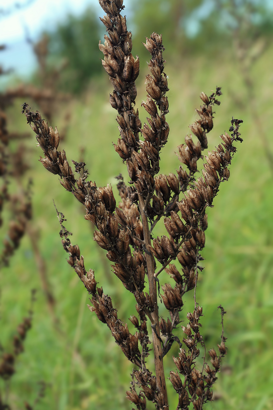 Image of Veratrum grandiflorum specimen.