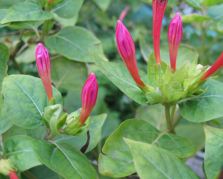 Изображение особи Mirabilis jalapa.