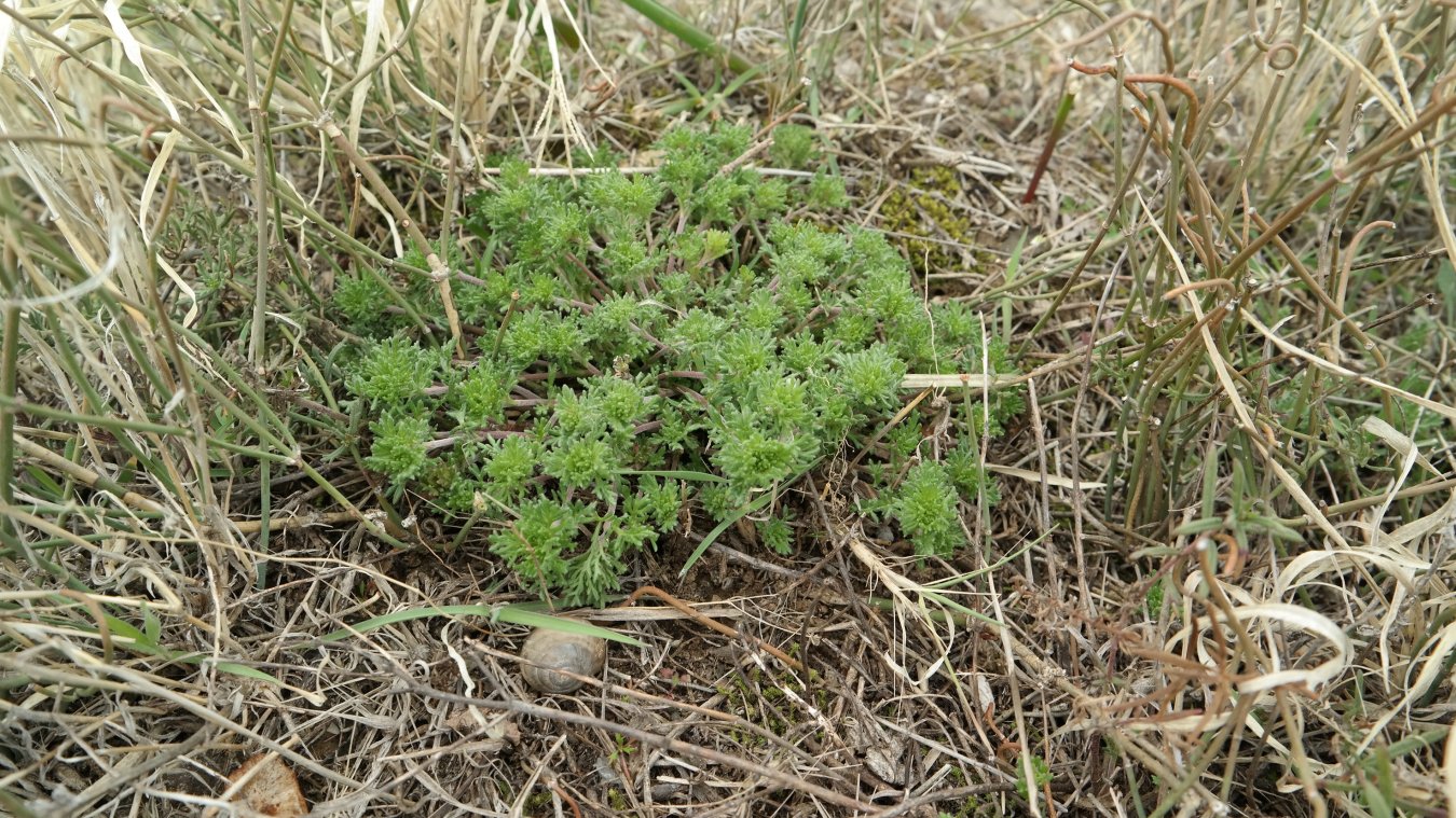 Image of genus Artemisia specimen.