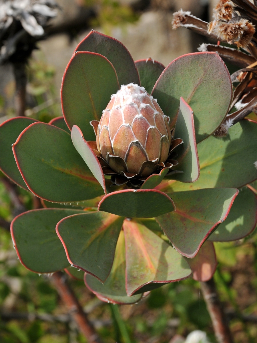 Изображение особи Protea speciosa.