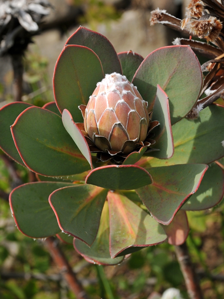 Image of Protea speciosa specimen.