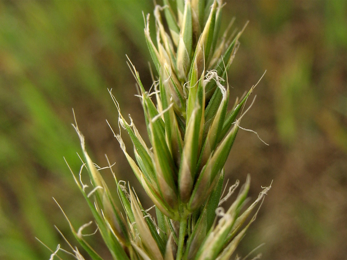 Image of Anthoxanthum aristatum specimen.