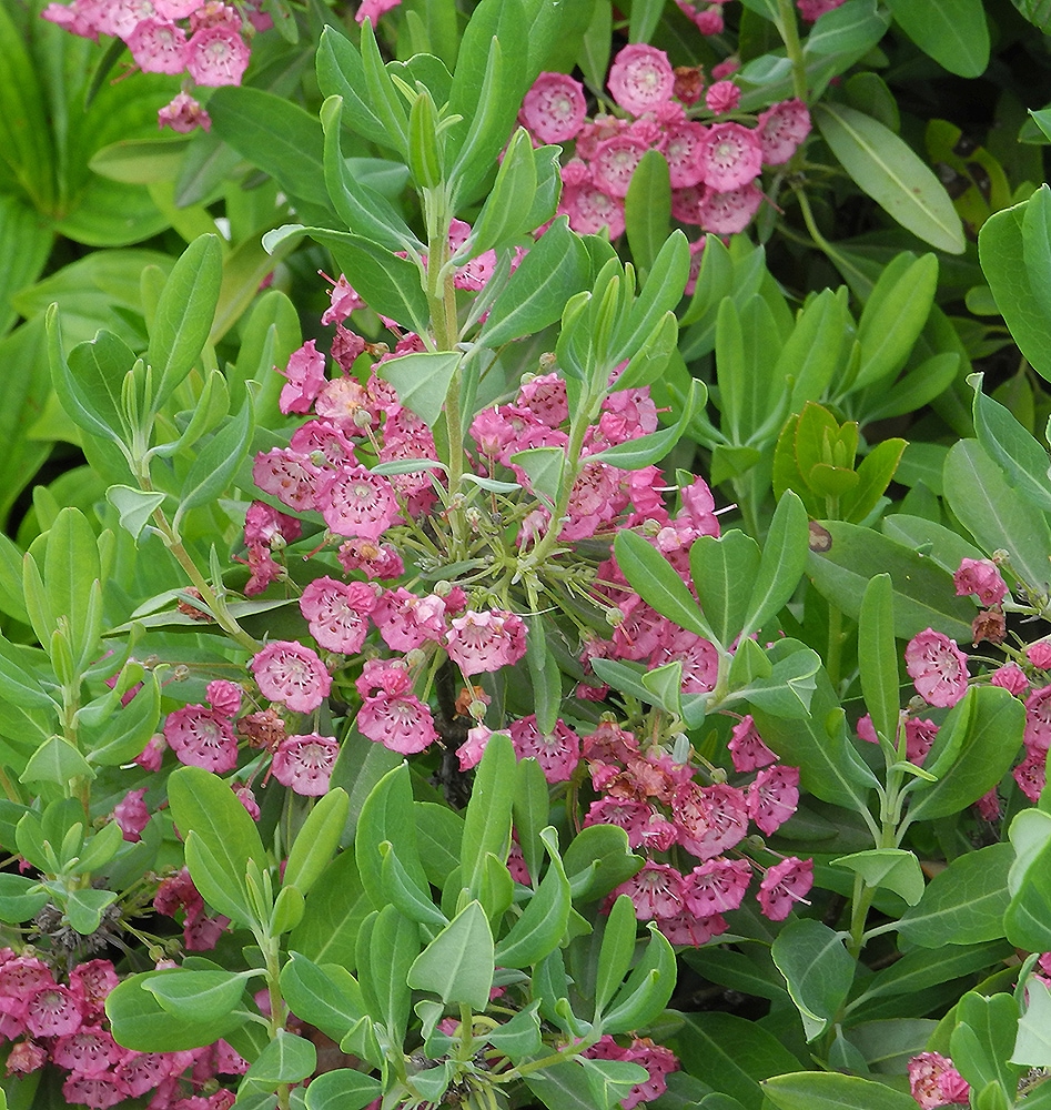 Изображение особи Kalmia angustifolia.