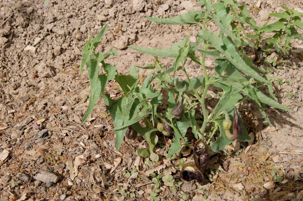 Изображение особи Aristolochia bottae.