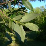 genus Salix. Верхушка веточки. Амурская обл., Бурейский р-н, окр. с. Виноградовка, поляна с разнопородными деревьями. 17.07.2016.