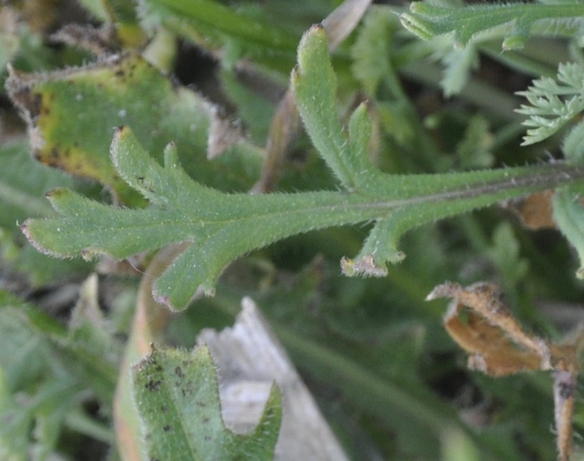 Изображение особи Papaver lecoqii.