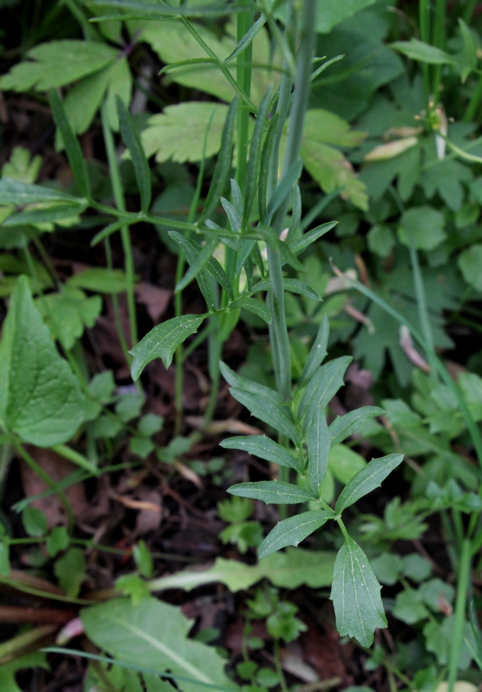 Image of Cardamine dentata specimen.