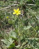 Ranunculus oxyspermus