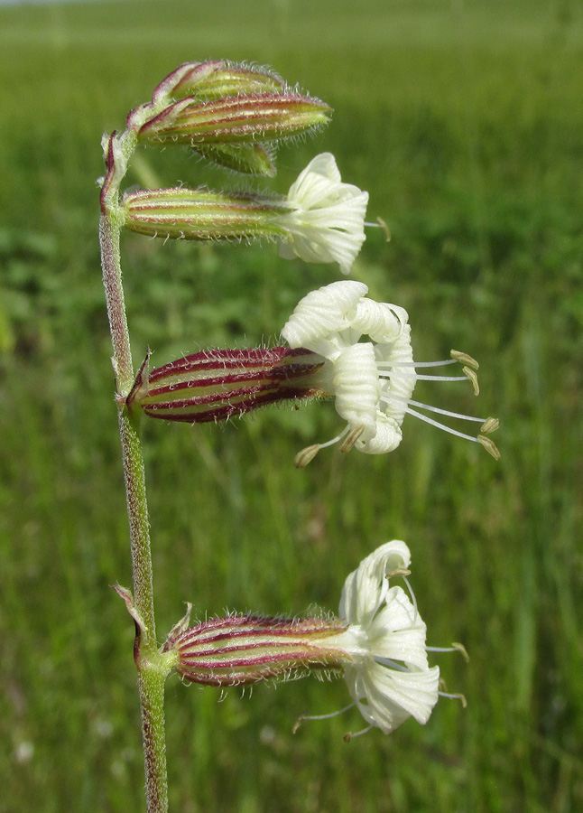 Изображение особи Silene dichotoma.