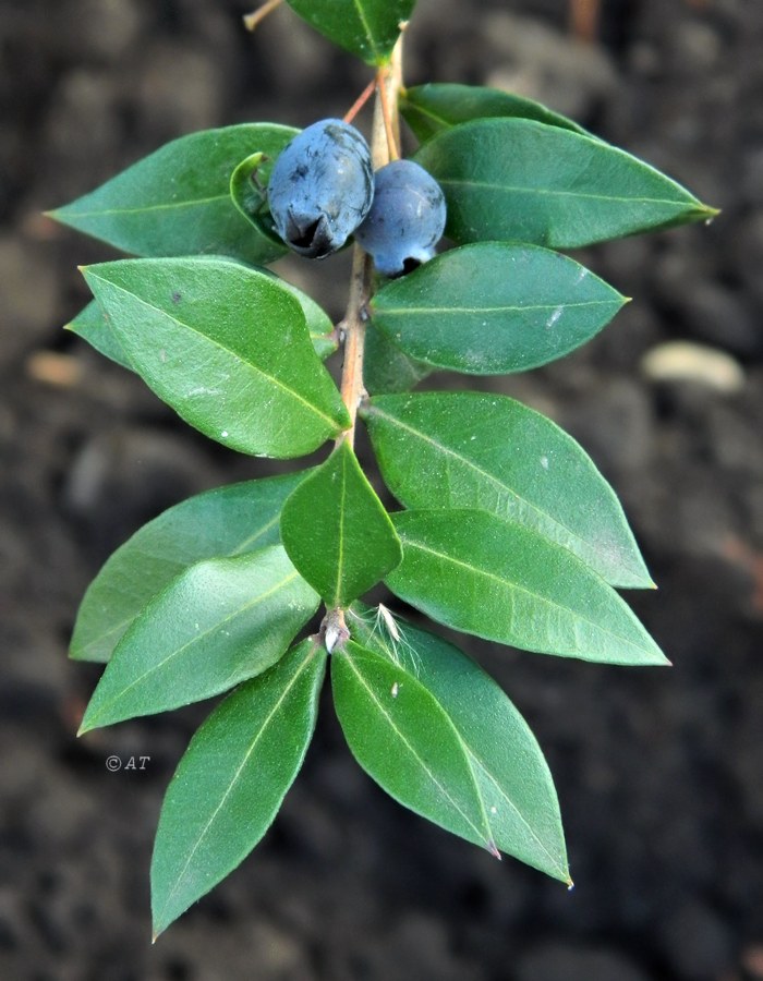 Image of Myrtus communis specimen.