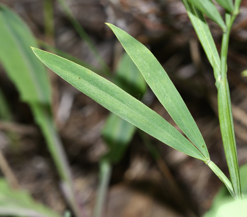 Изображение особи Lathyrus quinquenervius.