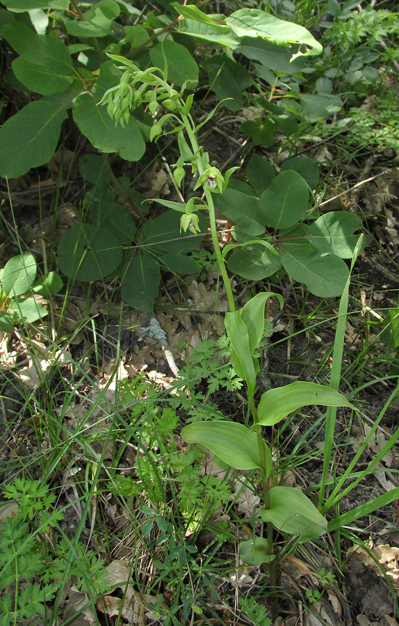 Image of Epipactis euxina specimen.