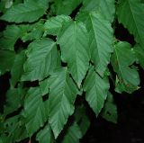 Acer tataricum