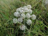 Cicuta virosa. Верхушка цветущего растения. Беларусь, г. Минск, Слепянская водная система, береговая растительность. 25.06.2017.